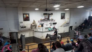 Forging Robust Business Connections at Sugarcreek Stockyard